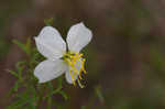 Panhandle meadowbeauty